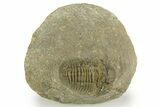 Bargain, Gerastos Trilobite Fossil - Morocco #377251-1